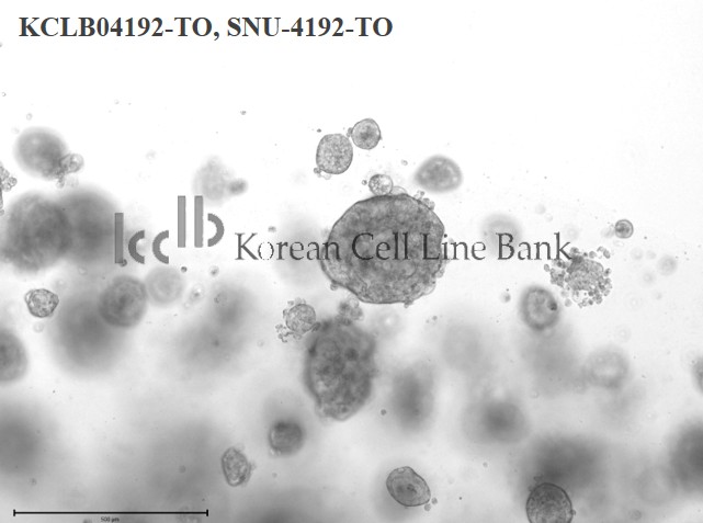 SNU-4192-TO