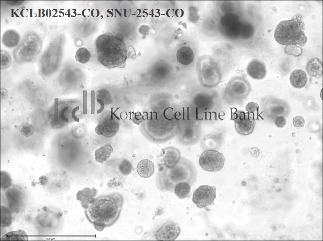 SNU-2543-CO