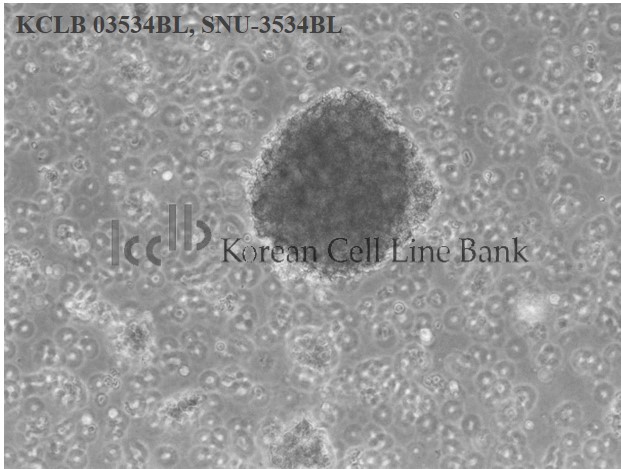 SNU-3534BL