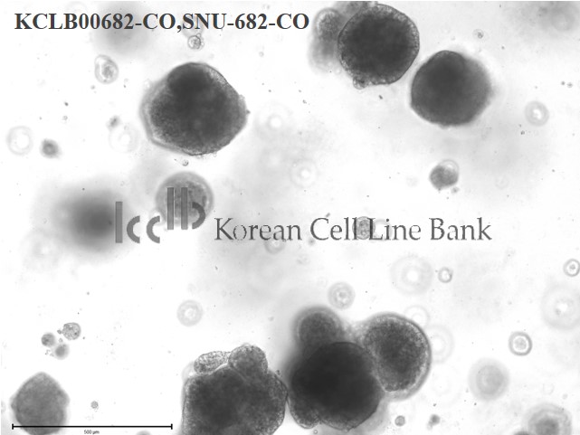 SNU-682-CO