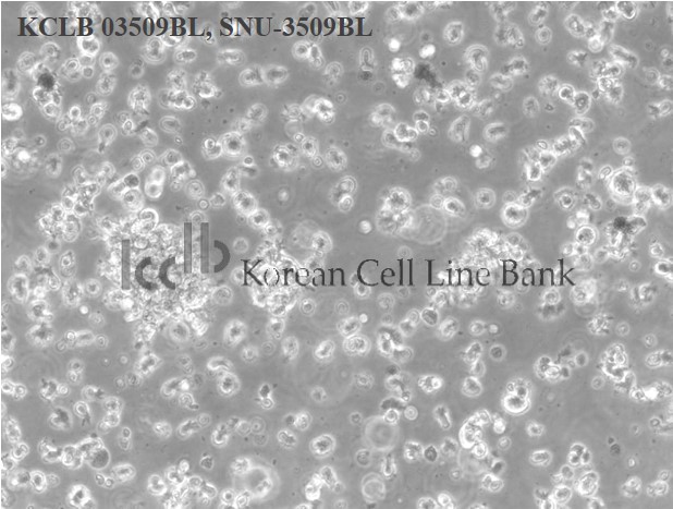 SNU-3509BL
