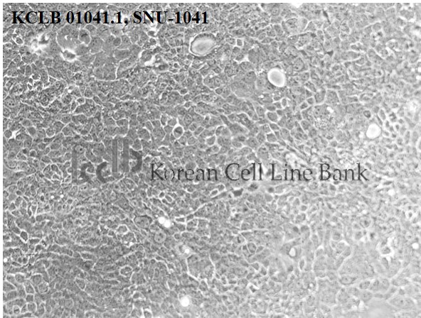 SNU-1041